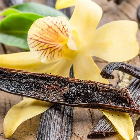What does raw vanilla smell like?